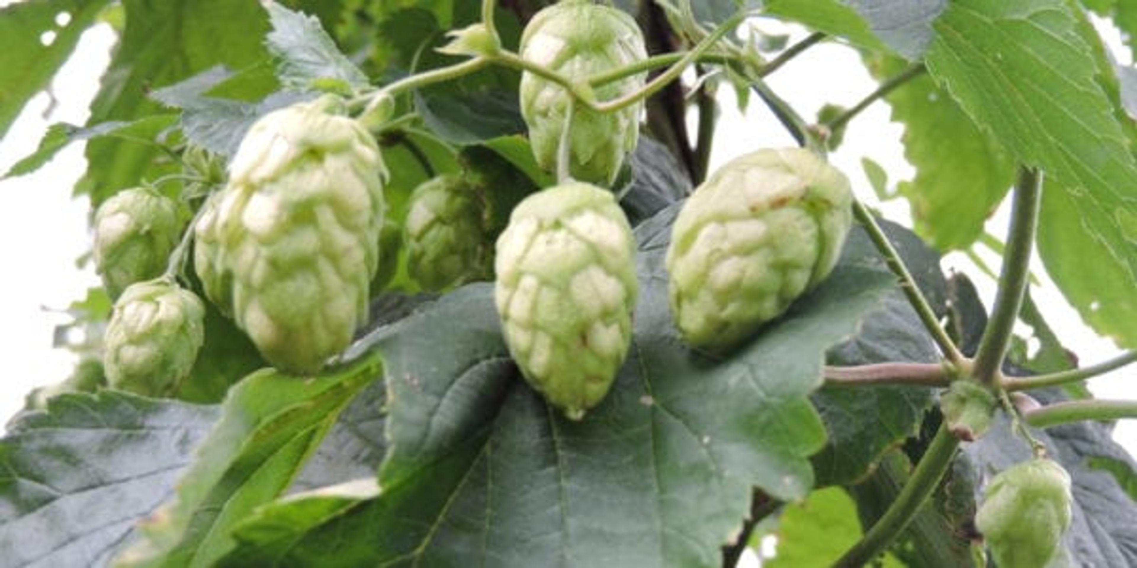 craft beer and hops in Michigan