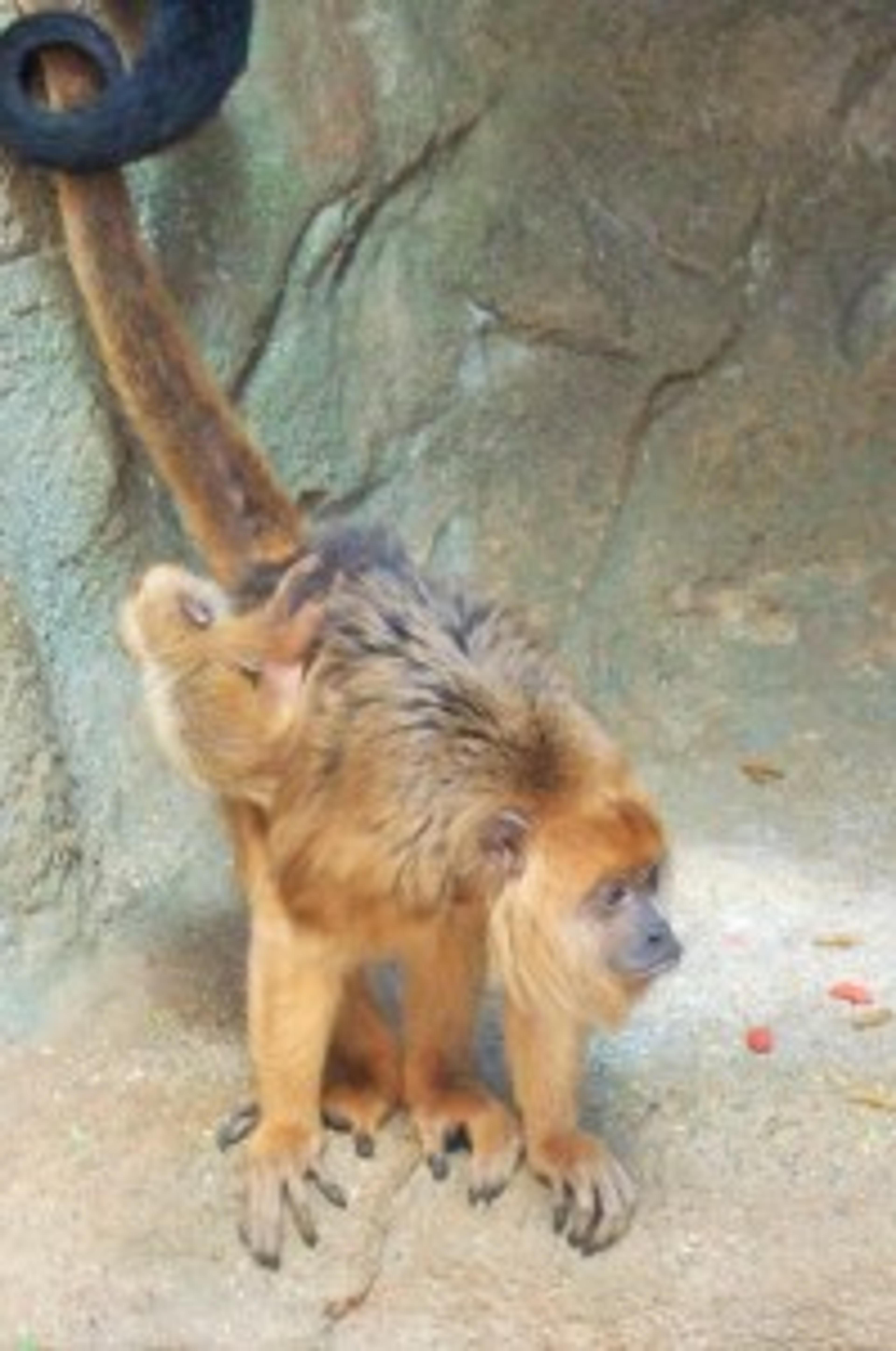 A baby Black Howler monkey gets a ride. Babies and females don't appear black in color. 