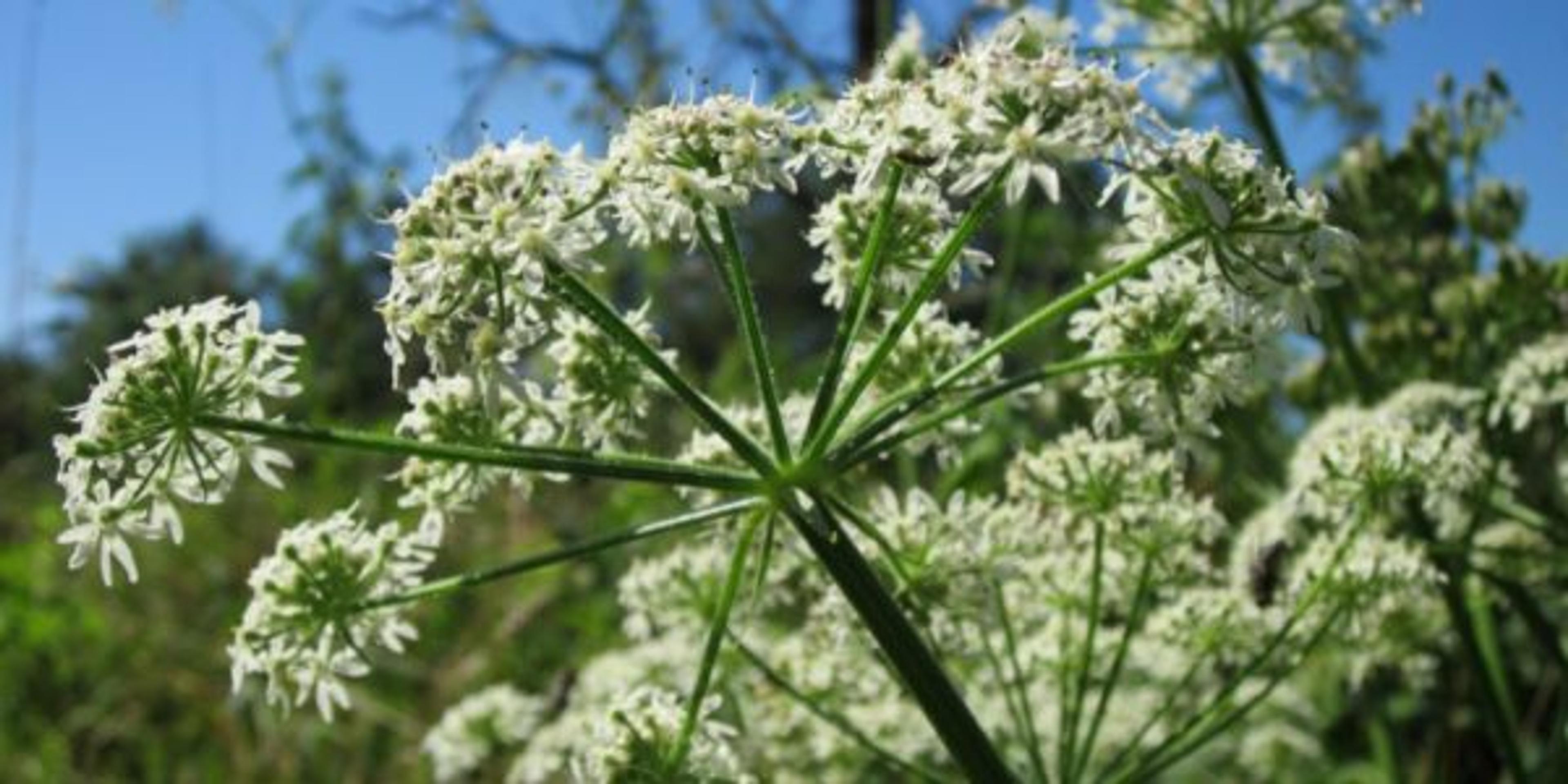 hogweed