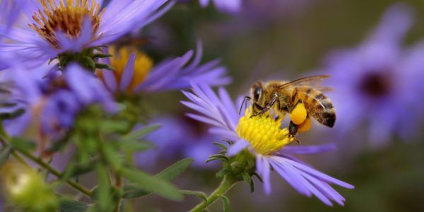 Michigan Flowers For Bees | Best Flower Site