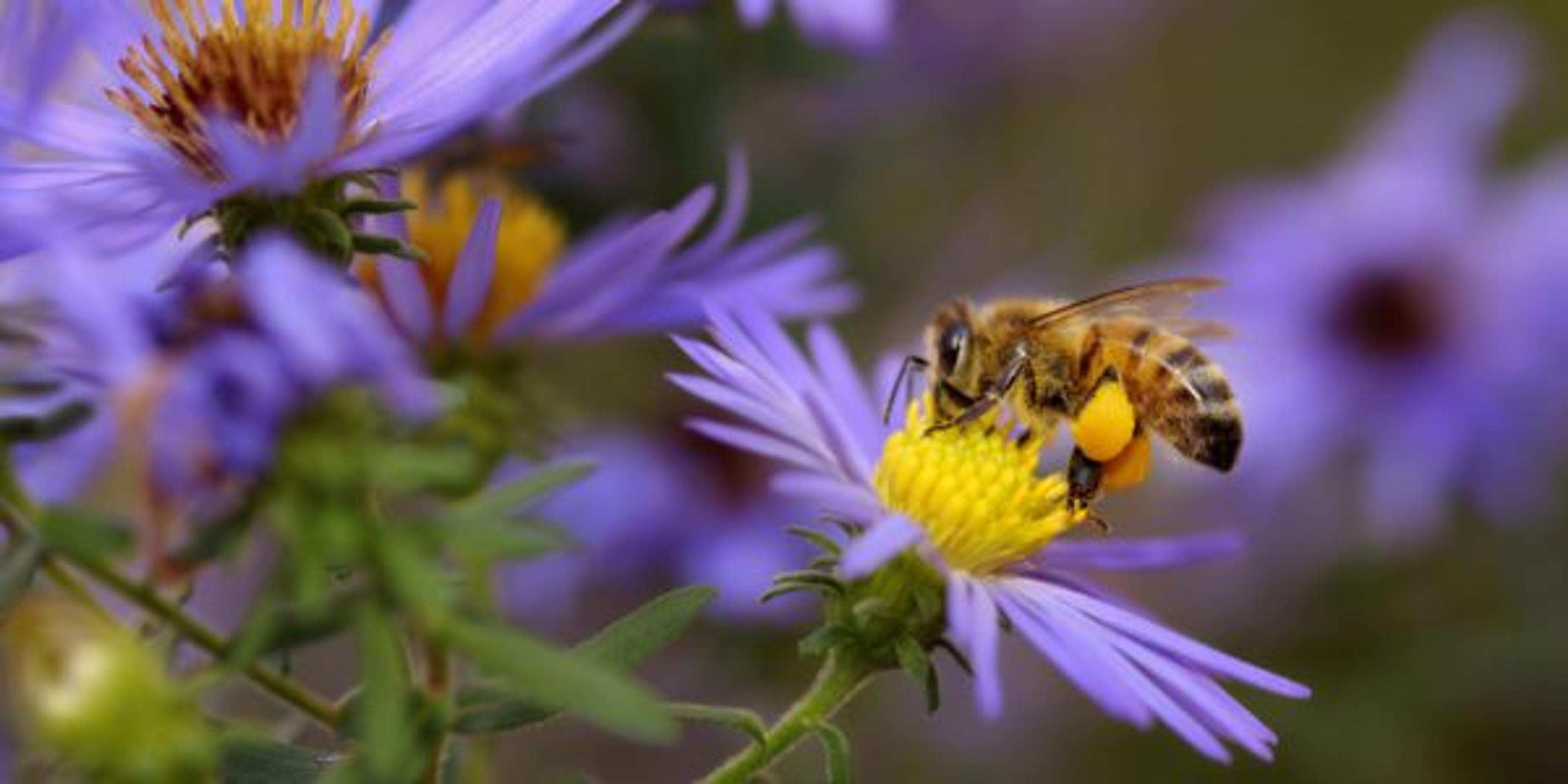 Do you know about Michigan's four species of bees, and the work they do to pollinate our flowers, fruits, and vegetables?
