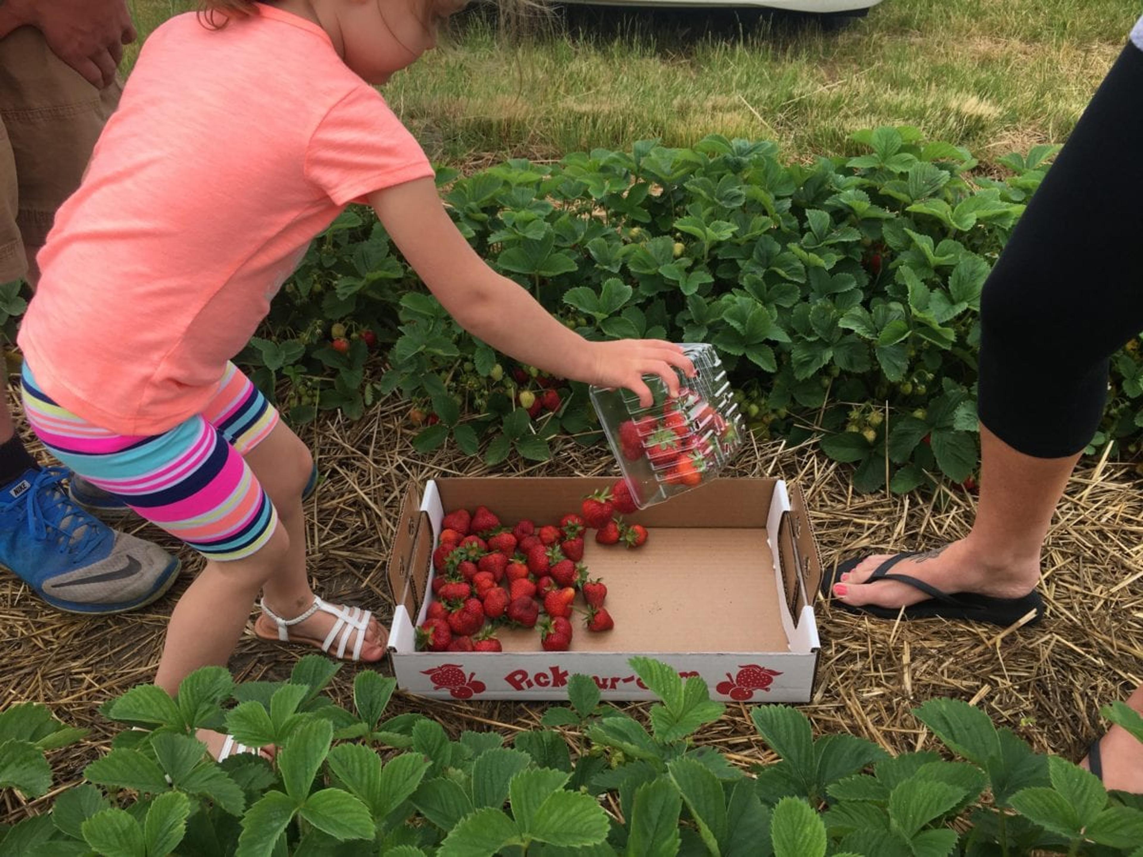 little girl dumping strawberries