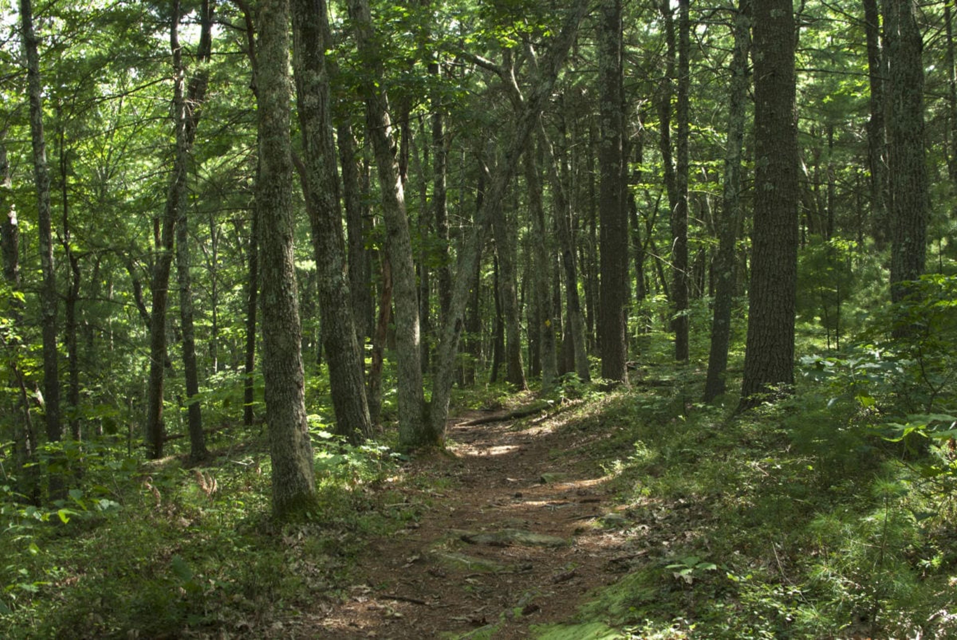A hiking trail in the summer