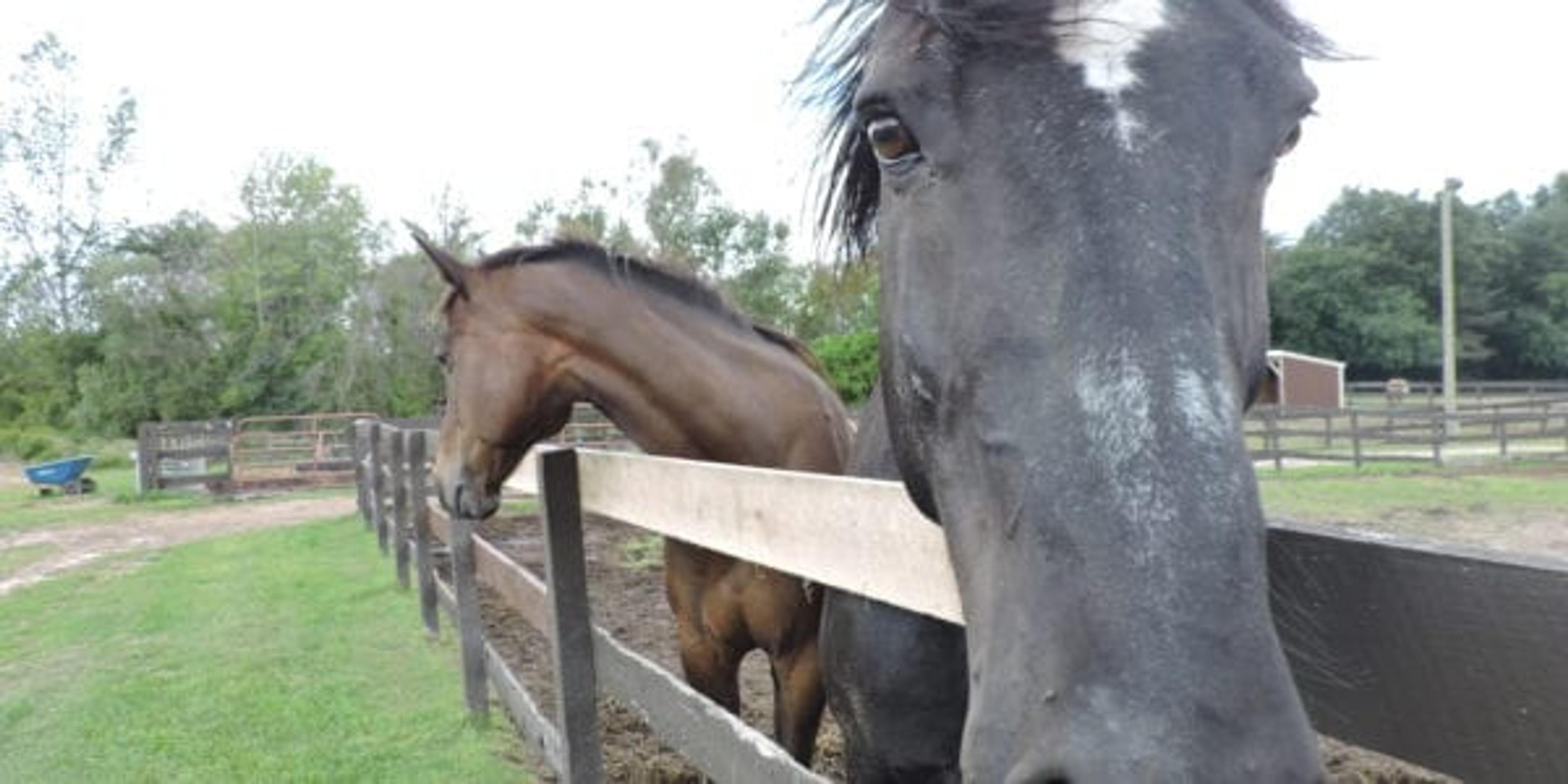 Horses as therapy