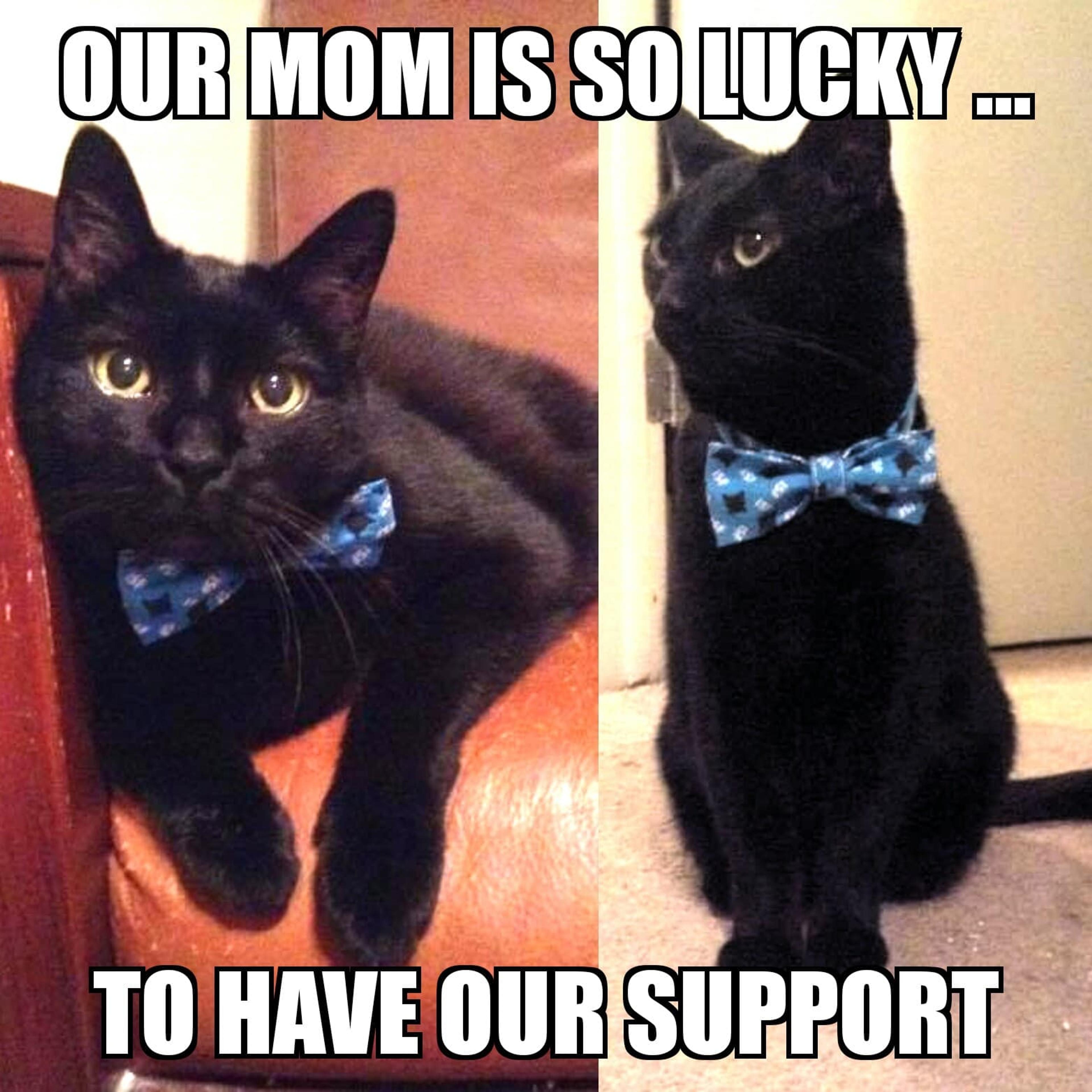 An image of the author's cats, Huey and Remy, with the caption "Our Mom is so Lucky to Have Our Support"