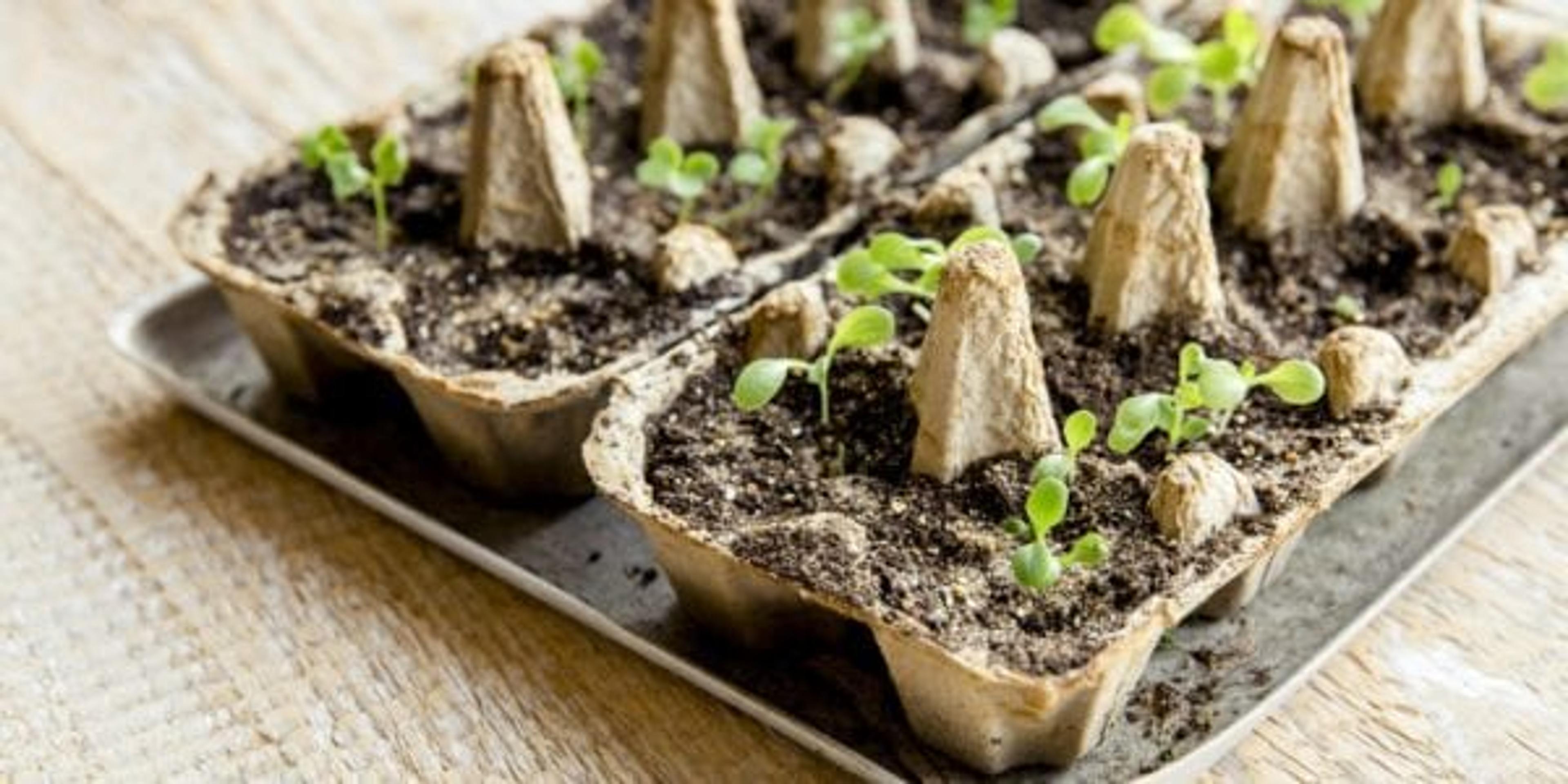 Small plats growing in carton chicken egg box in black soil. Break off the biodegradable paper cup and plant in soil outdoors. Reuse concept