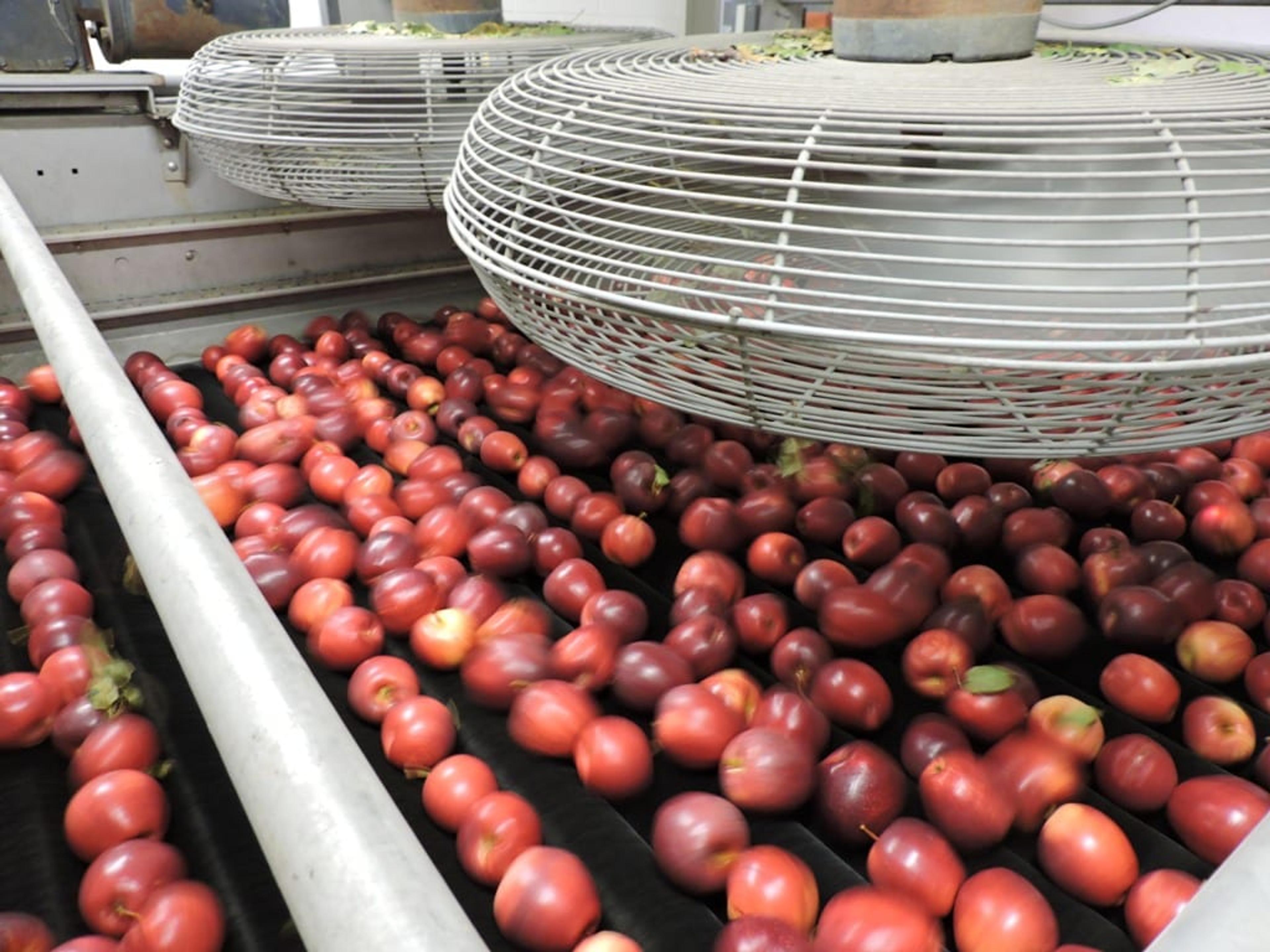 Apples being dried. 
