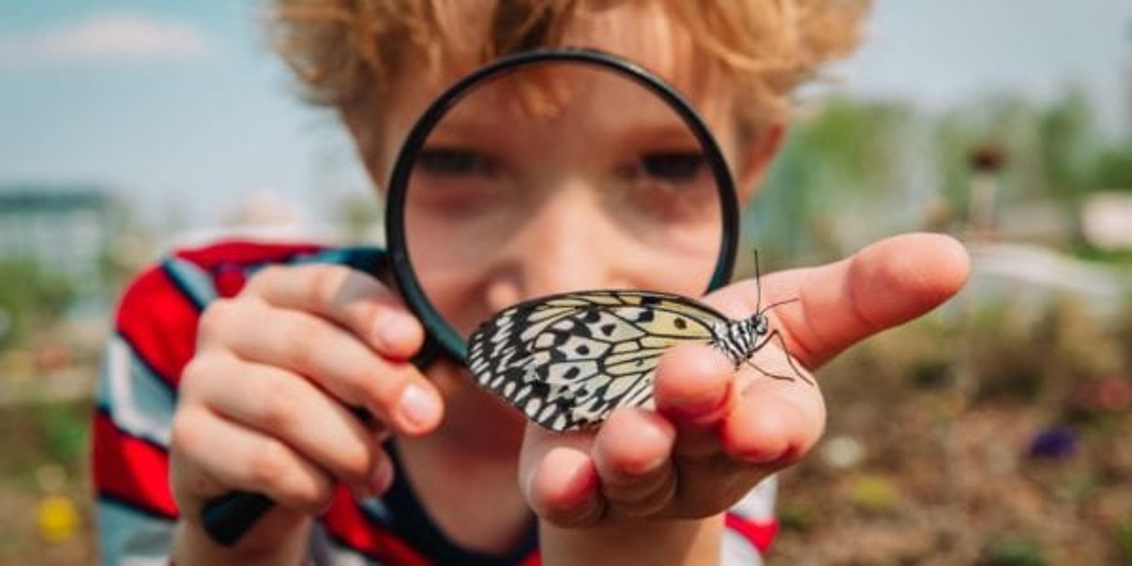 Small boy looking at butterfly through magnifying glass