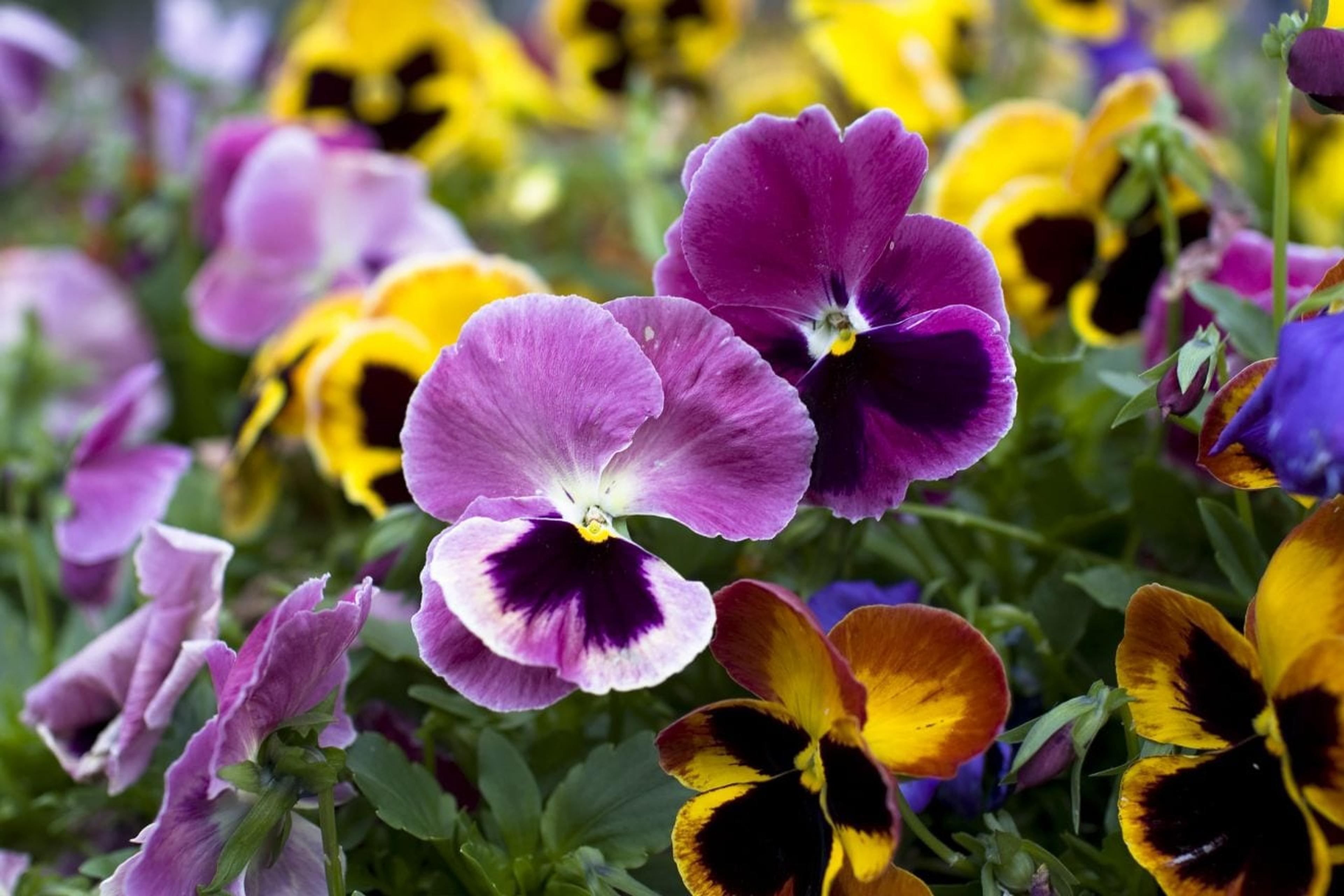 Pansies