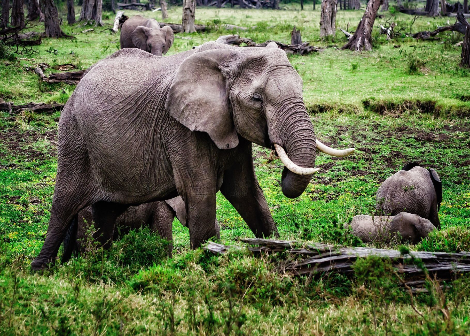 An elephant on the Kenyan savanna