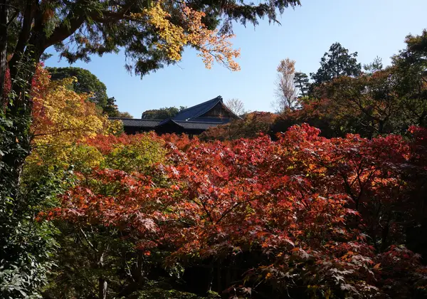 Autumn foliage at a temple garden in Kyoto