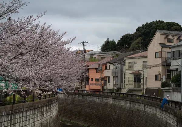 A street lined with cherry blossoms in Japan
