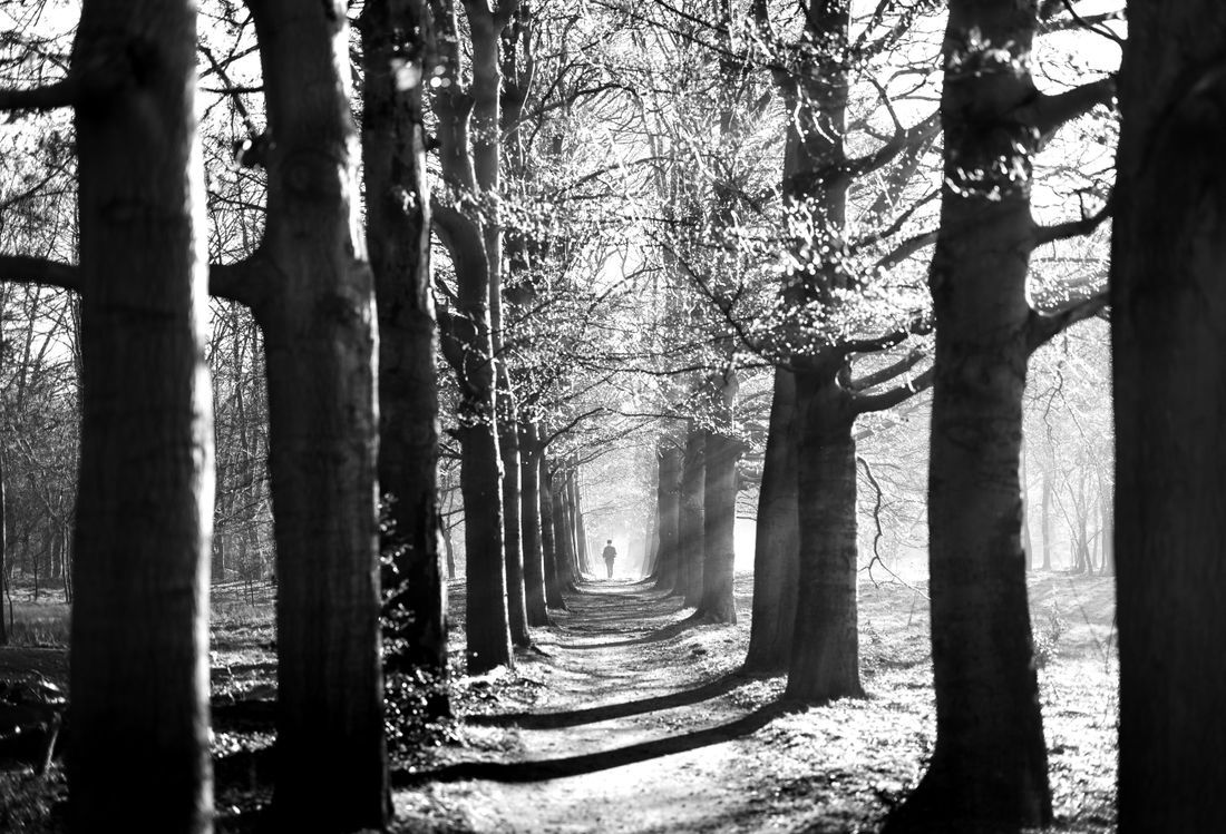 A lone figure walking a misty, tree-lined path