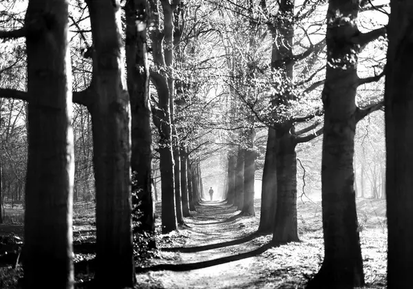 A lone figure walking a misty, tree-lined path