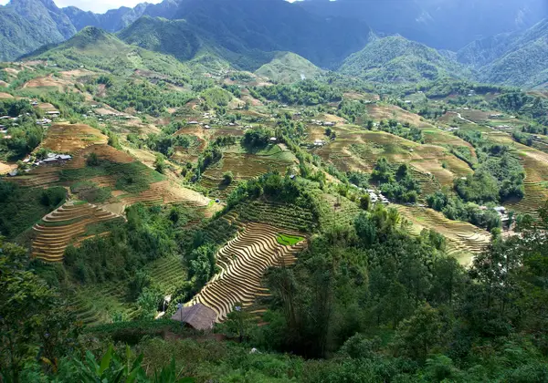 Rice terraces in Sapa, northern Vietnam