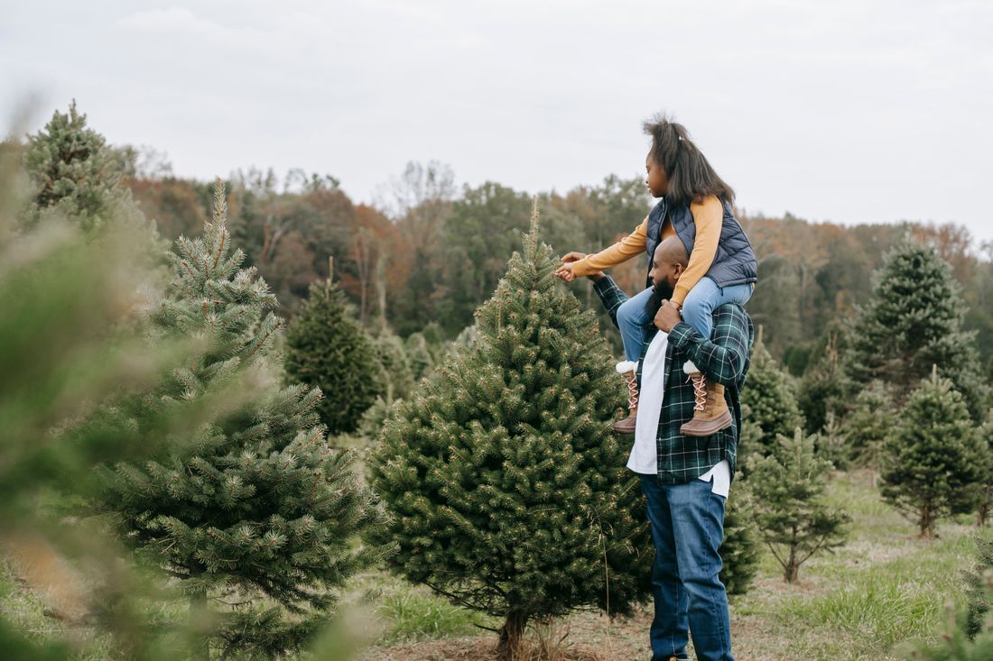 A father carrying his daughter on his shoulders at a Christmas tree farm