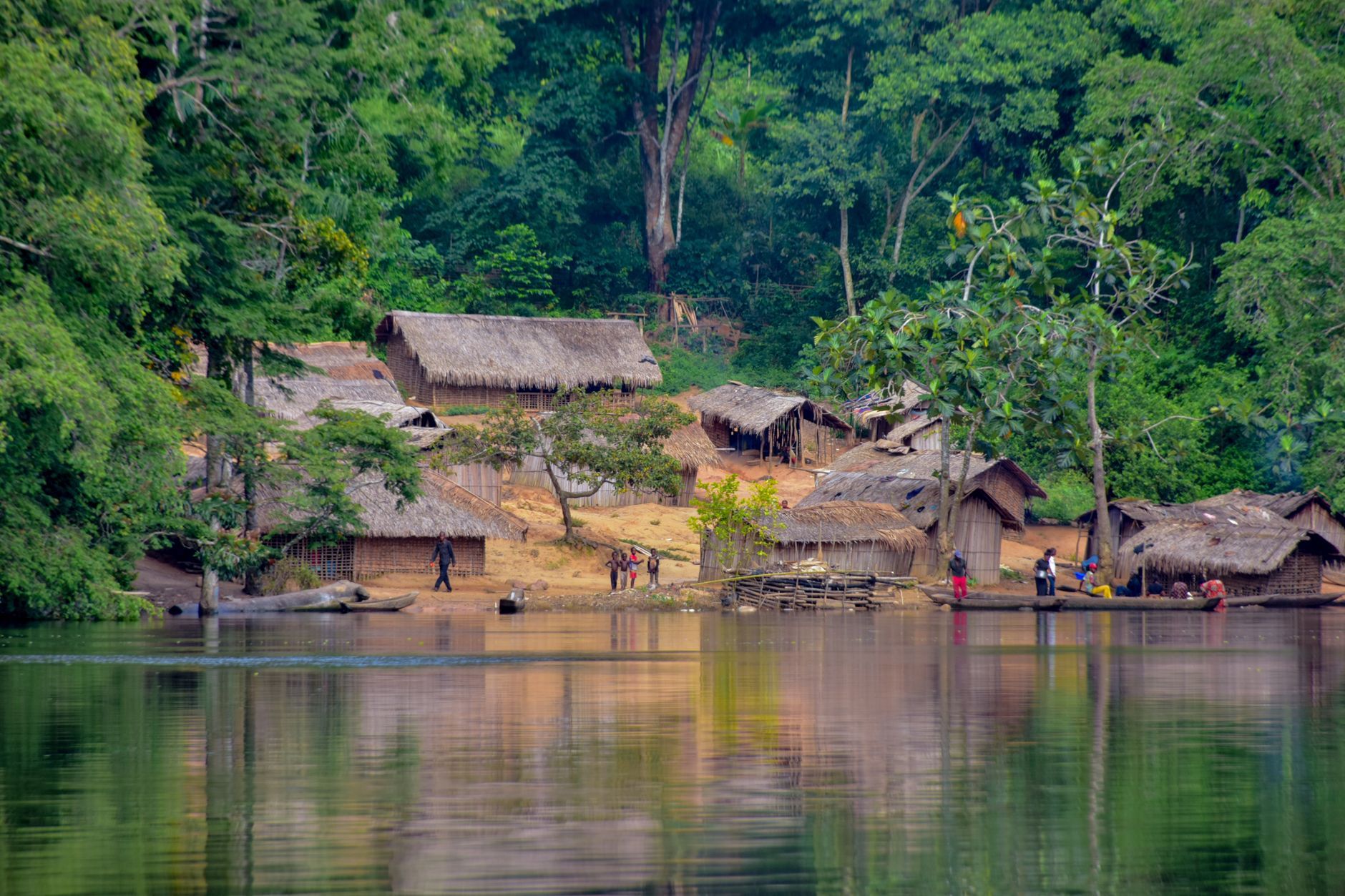 The Congo rainforest