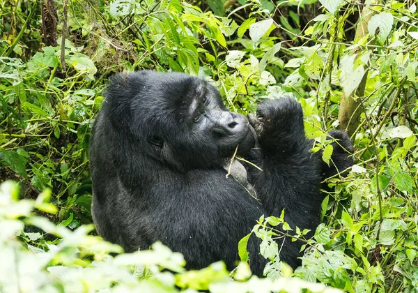 A mountain gorilla in Bwindi forest, Uganda