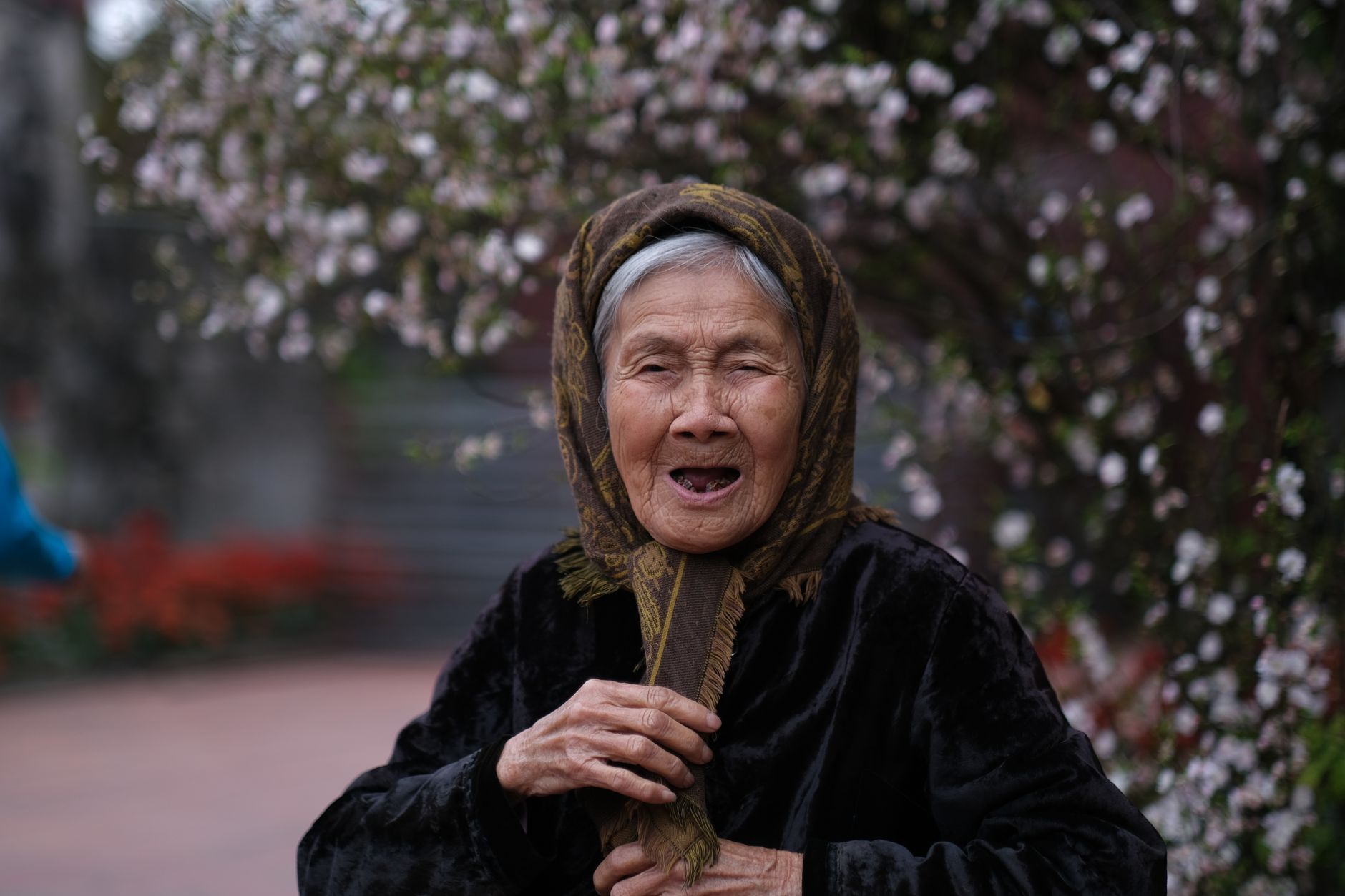 An elderly Vietnamese woman among spring blossoms