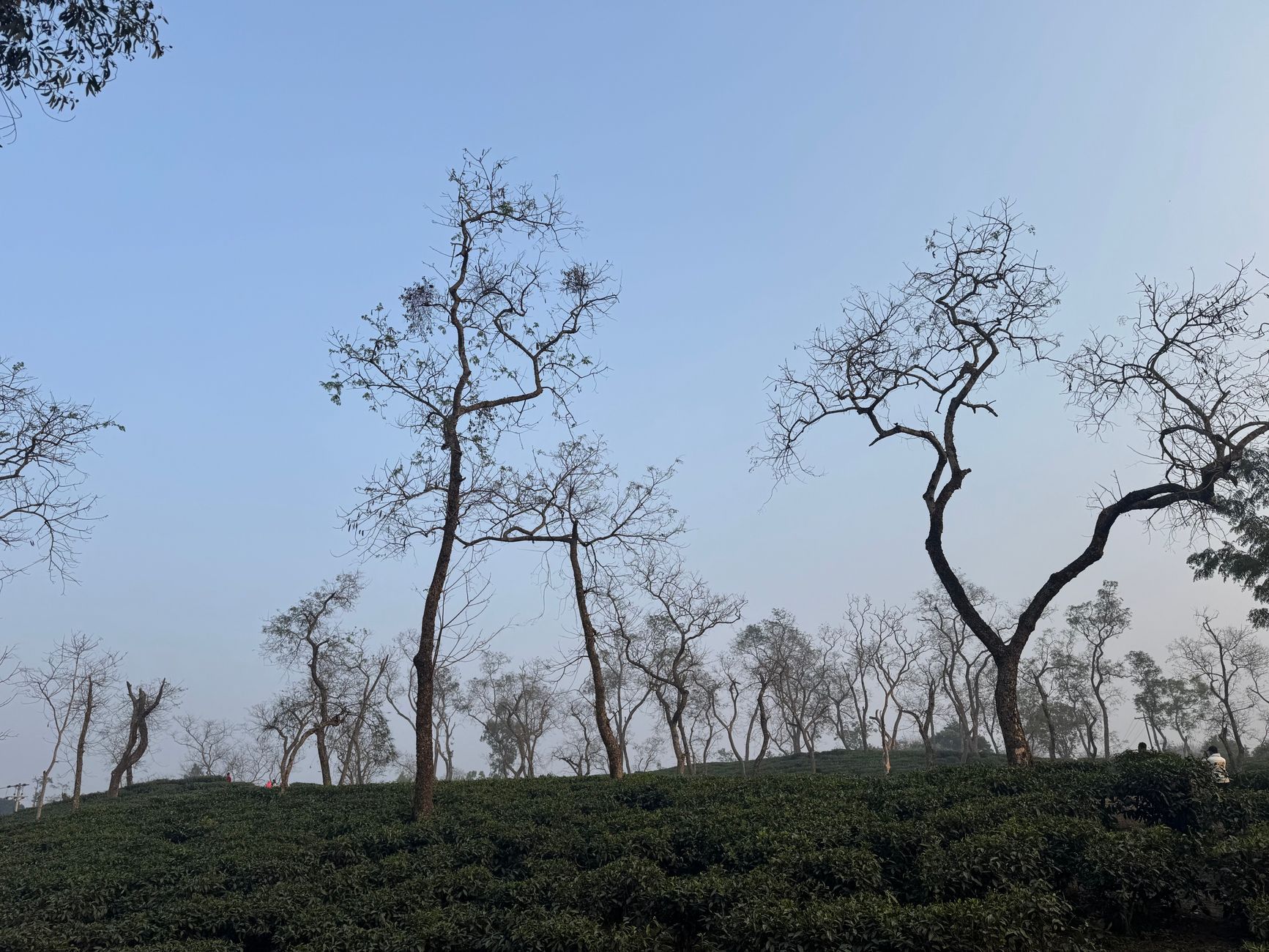 A tea garden in the hills of Sylhet, Bangladesh