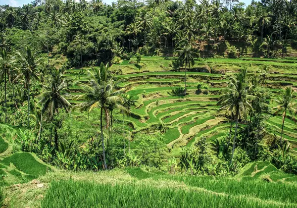 Rice terraces in Bali, Indonesia