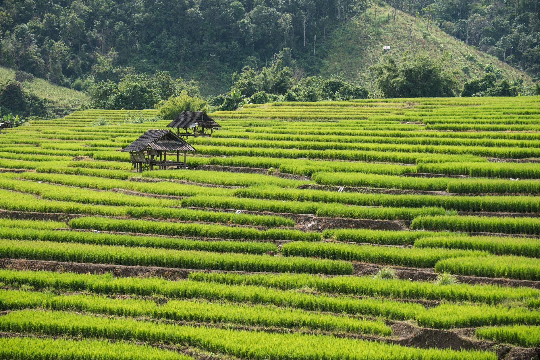 Rice terraces in northern Thailand