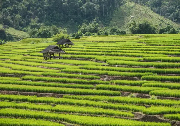Rice terraces in northern Thailand