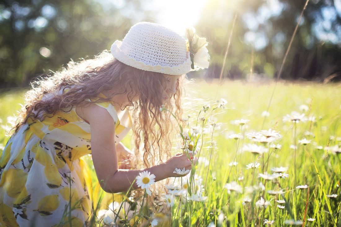 A little girl picking daisies in a sunlit field