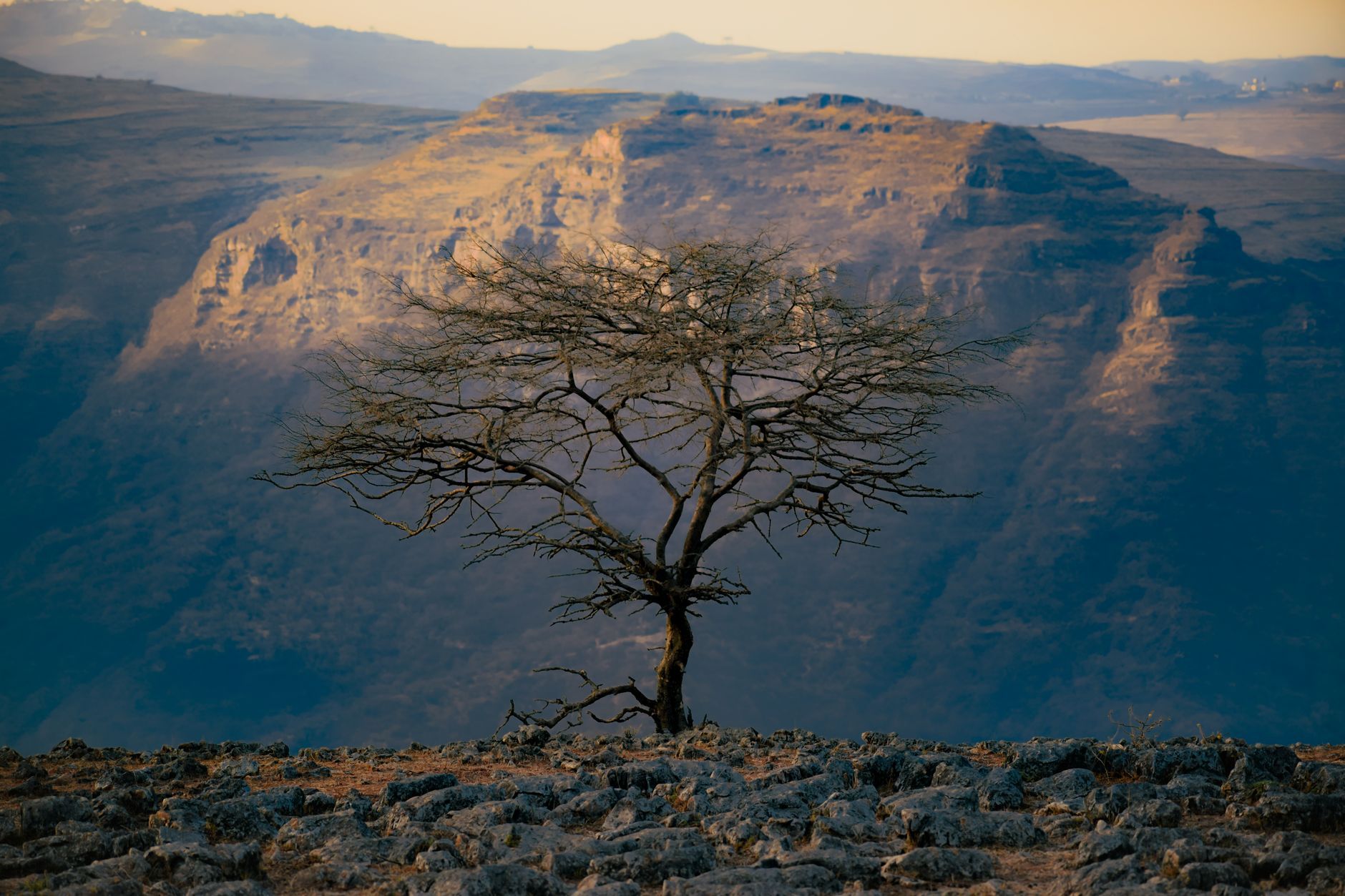 A lone tree before the cliffs of the Simien Mountains, Ethiopia
