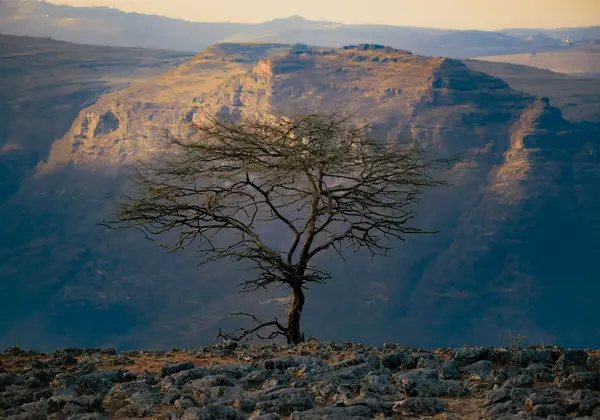 A lone tree before the cliffs of the Simien Mountains, Ethiopia