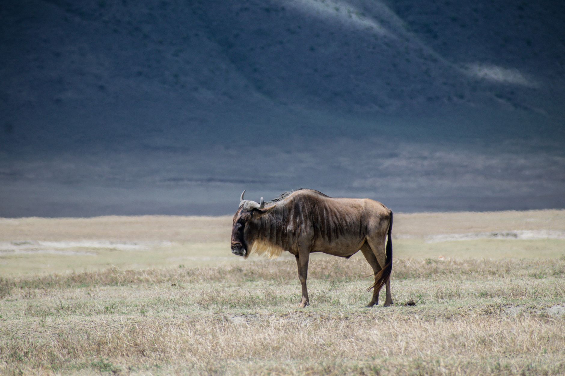 Wildlife on the Serengeti plains, Tanzania