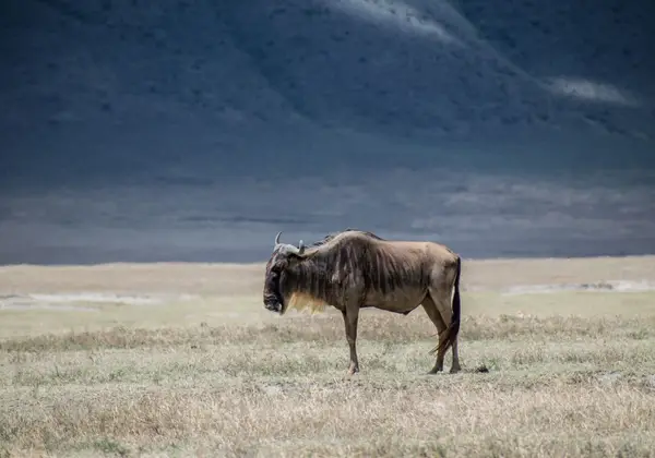 Wildlife on the Serengeti plains, Tanzania
