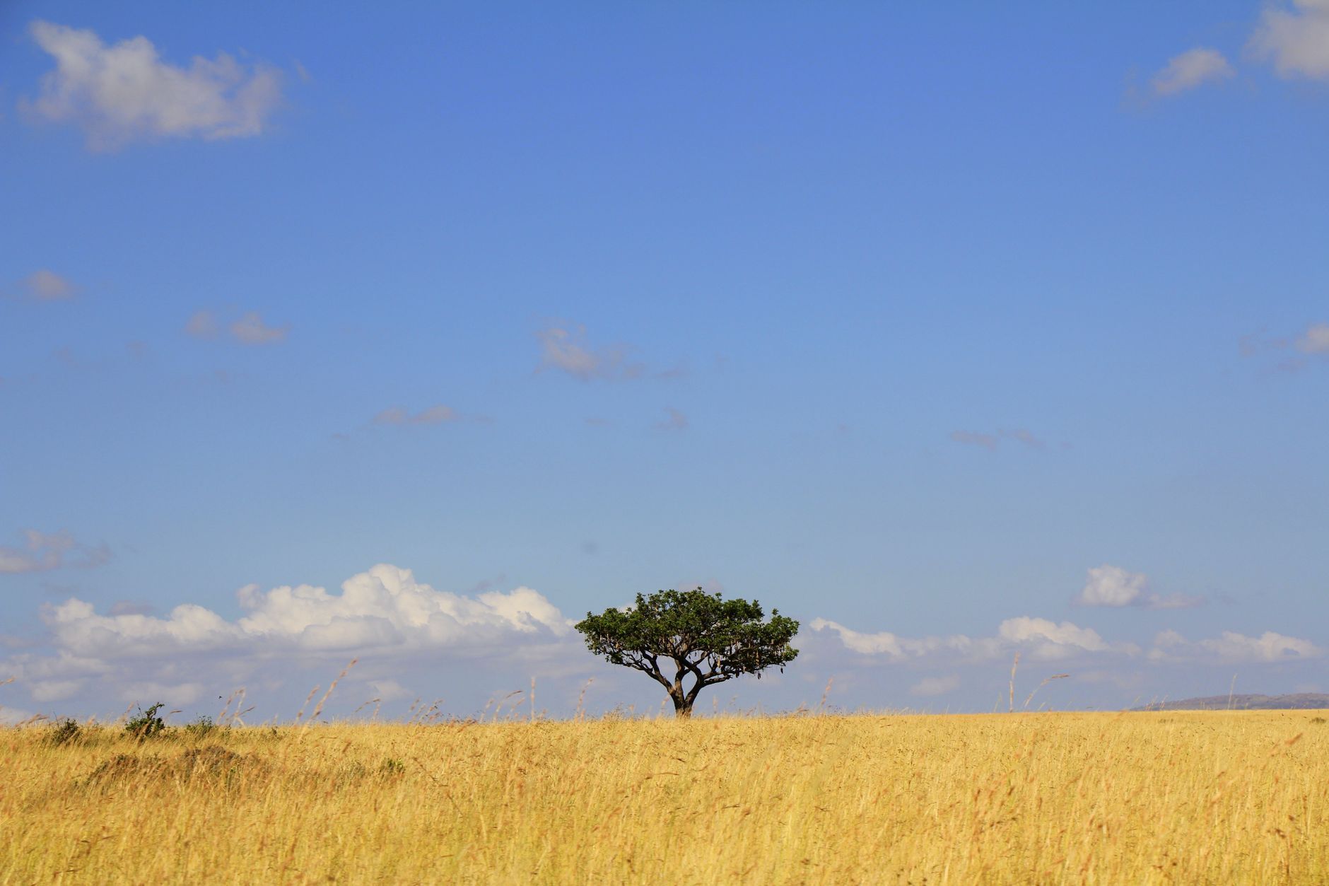 The Maasai Mara savanna, Kenya