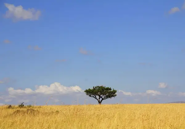 The Maasai Mara savanna, Kenya