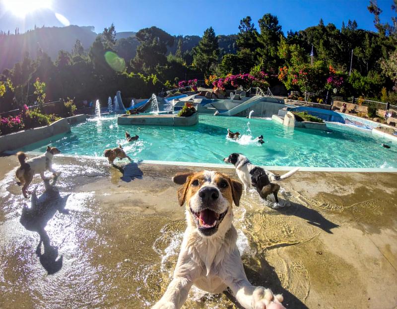 The Rise of Dog Water Parks