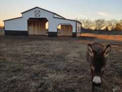 42x25x12/8 Barn with Loafing Shed gallery 4