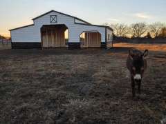 42x25x12/8 Barn with Loafing Shed gallery 2