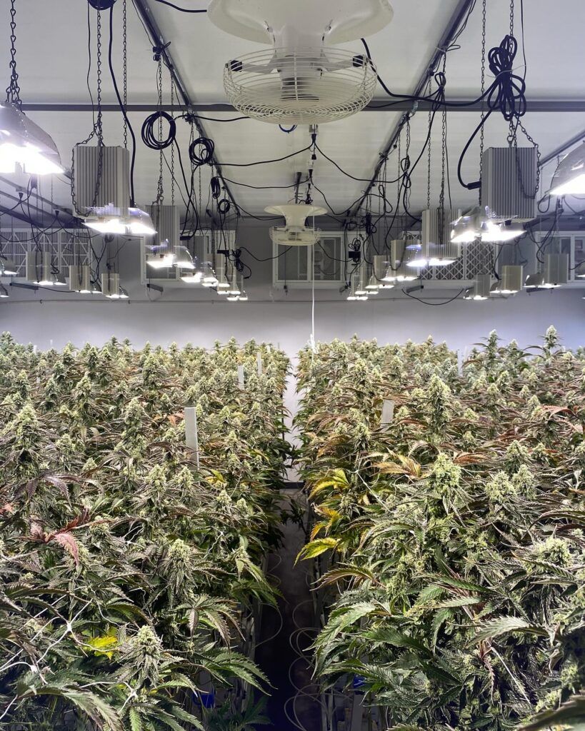 Optimal Temperature and Humidity for Cannabis Vegetative Growth and Drying