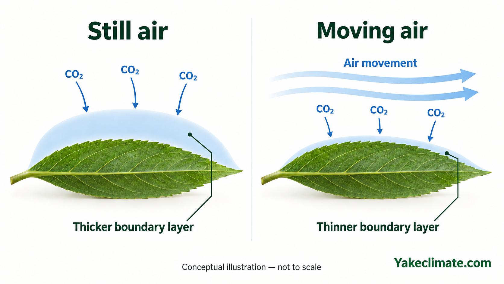 Conceptual comparison of a thicker leaf boundary layer in still air and a thinner boundary layer with air movement.