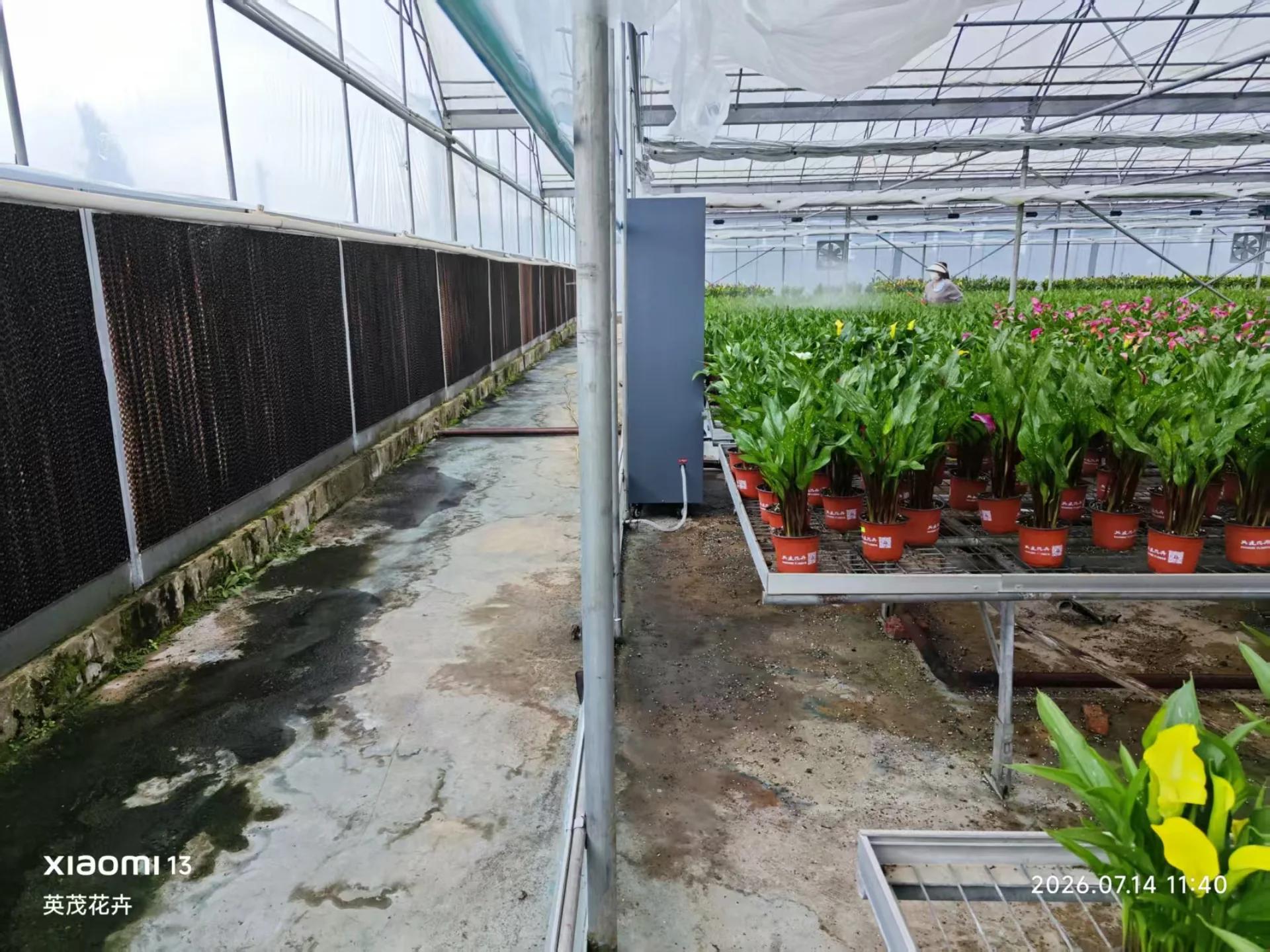 Floor-standing dehumidifier installed beside the evaporative cooling pad in a Yunnan calla lily greenhouse