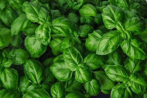 Hydroponic Basil Growth Challenges: Solutions for Root Rot and Nutrient Deficiencies