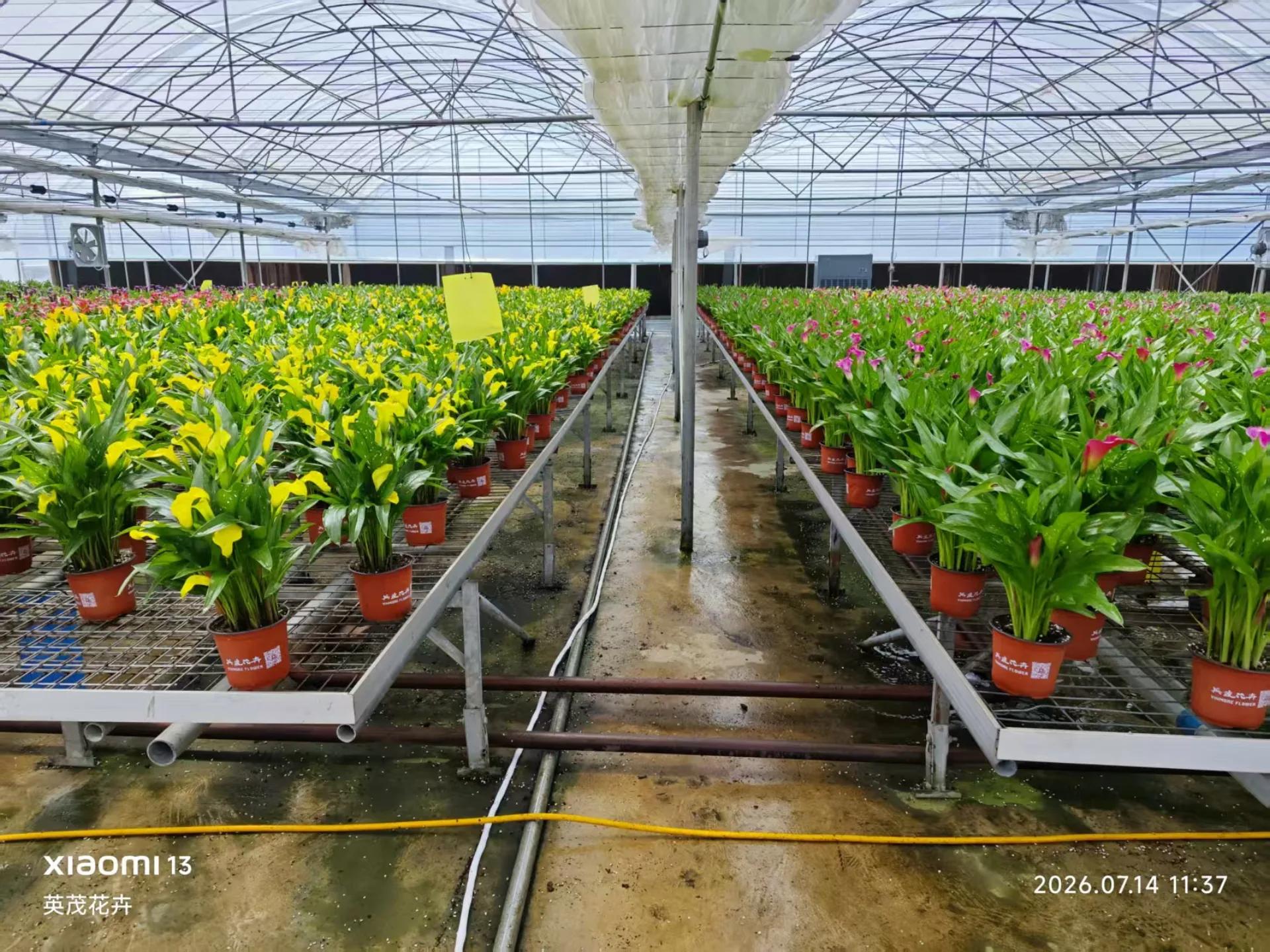 Rows of yellow and pink calla lilies with a floor-standing dehumidifier inside a Yunnan greenhouse