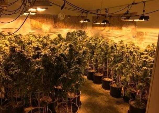 What Are The Optimal Humidity Levels For Cannabis Growth?