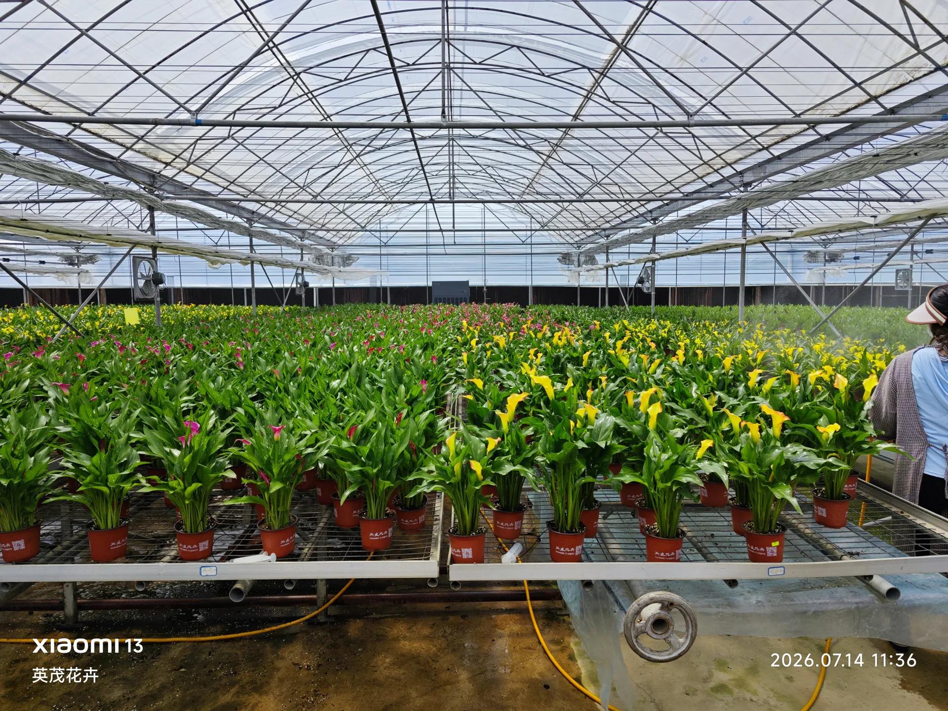 Rows of yellow and pink calla lilies inside the greenhouse, with a floor-standing dehumidifier visible at the far end