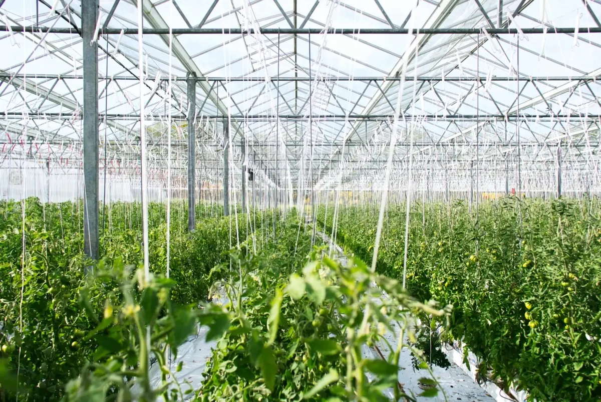 Commercial tomato greenhouse used to illustrate humidity management for high-value crops.