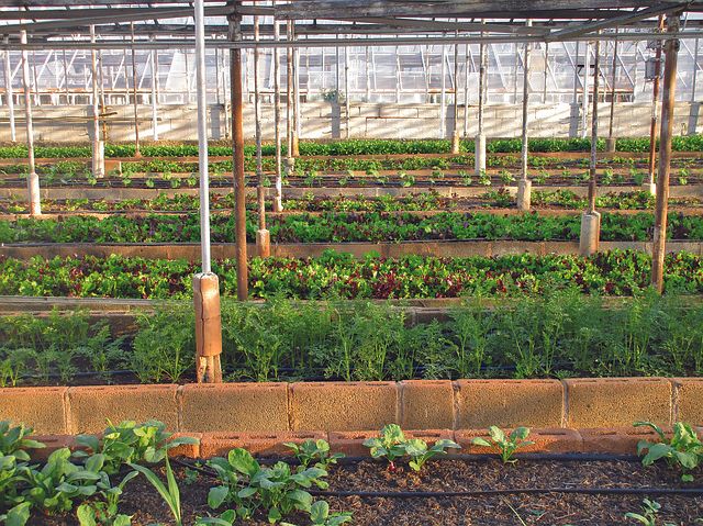 Hydroponic Farming Supplies Store