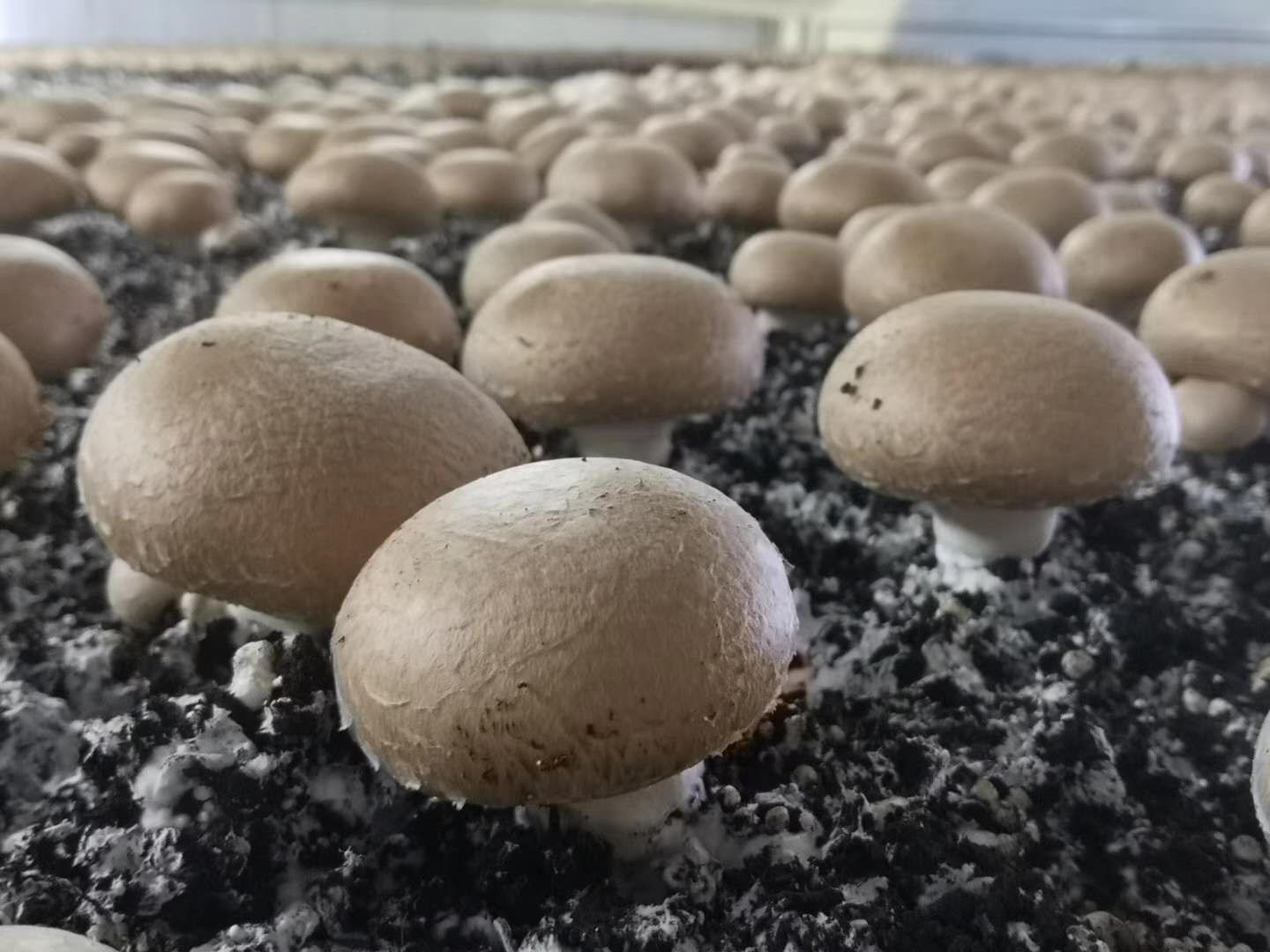 Humidity Control Techniques for Indoor Mushroom Cultivation