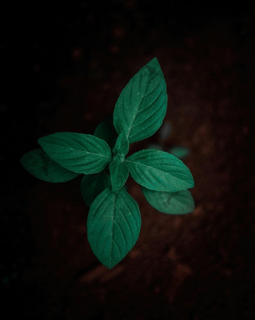 Hydroponic Basil Growth Challenges: Solutions for Root Rot and Nutrient Deficiencies