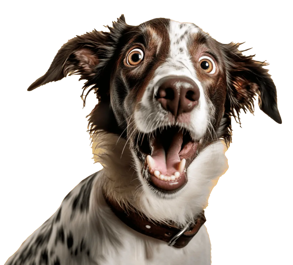 A Collie Dog with his eyes and mouth open - Pet Websites from Visualsoft to Shopify