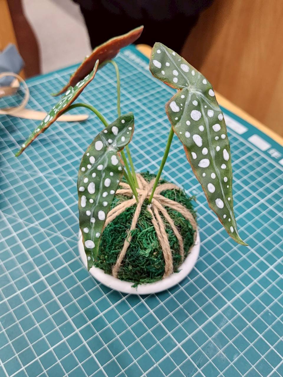 學生作品：仿真星點秋海棠